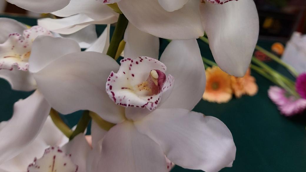 Květy orchideje jsou nádherné