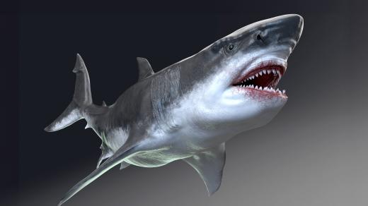 Takhle nějak mohl vypadat vyhynulý žralok megalodon (počítačová rekonstrukce)