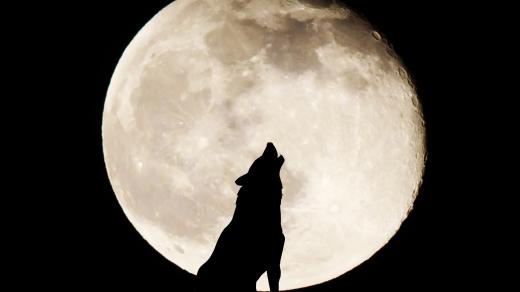 Vyjí vlci na měsíc schválně?